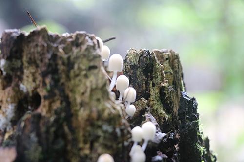 菌类食物中毒怎么办 野生菌食物中毒怎么办