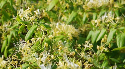 金银花和艾草煮水的用途 金银花和艾草煮水比例