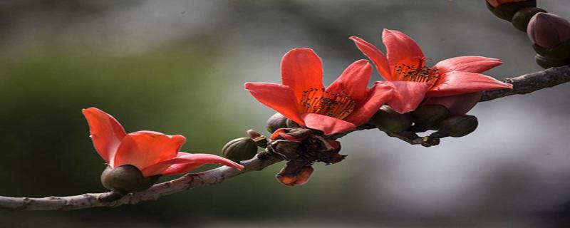 木棉花陈皮水的功效 木棉花陈皮水小儿可以喝吗