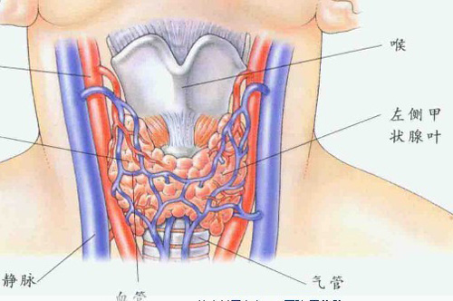 甲状腺癌的早期症状（甲状腺癌的早期症状和前兆）