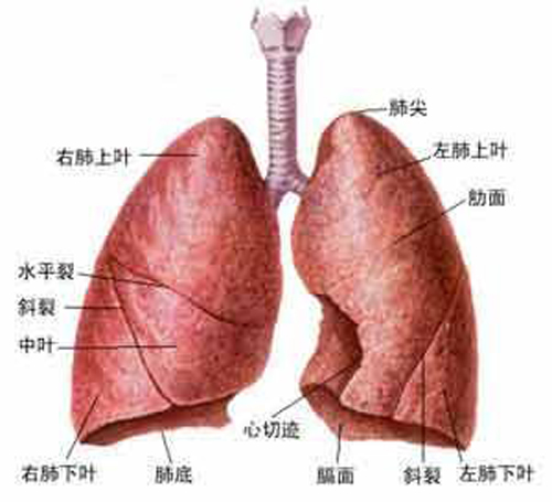 肺部小结节是什么（肺结节是什么原因引起的）