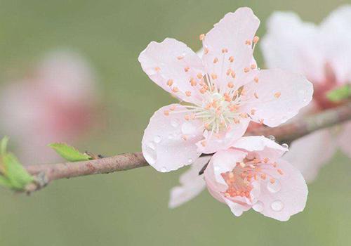 桃花茶治疗便秘吗 喝桃花茶能治便秘是什么原理