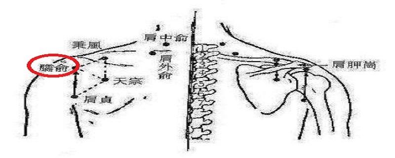 臑俞准确位置图 臑俞准确位置图和作用的准确位置图片