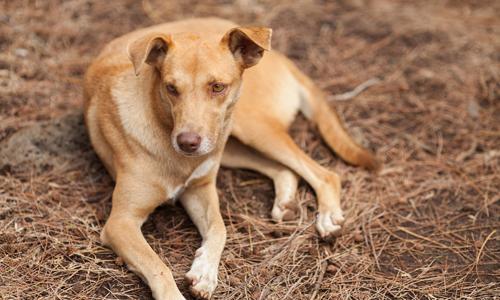 狗舔人会传染狂犬病吗（伤口狗舔人会传染狂犬病吗）