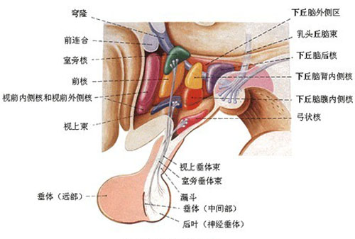 男子胸部挤出乳汁（）