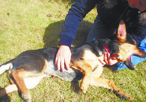 有狂犬病的狗有什么症状（有狂犬病的狗有什么症状图片）