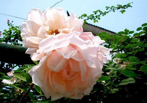 立夏是几月几日（百度立夏是几月几日）