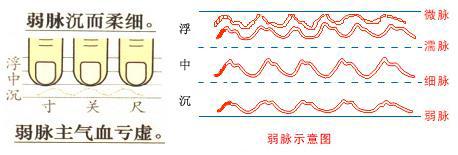 脉象弱是怎么回事 中医说脉象弱是怎么回事