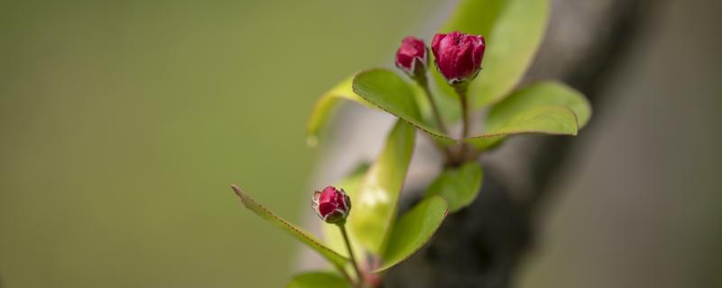 春分在每年的几月几日 春分后面是什么节气