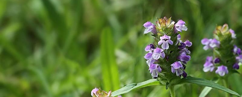 夏枯草糖尿病人可以泡水喝吗 夏枯草可以降血糖吗