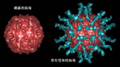 脊髓灰质炎传播途径（脊髓灰质炎的传播）