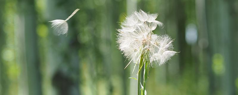 蒲公英和夏枯草可以一起喝吗 蒲公英和夏枯草月经期可以喝吗