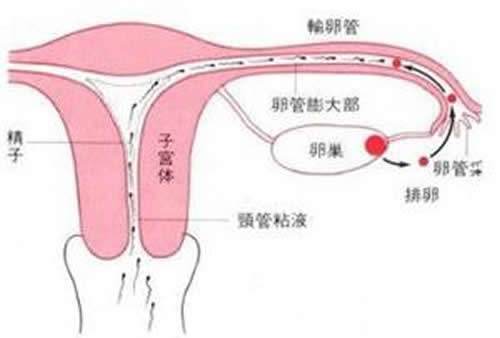 排卵期同房不孕原因（排卵期同房不孕的原因）