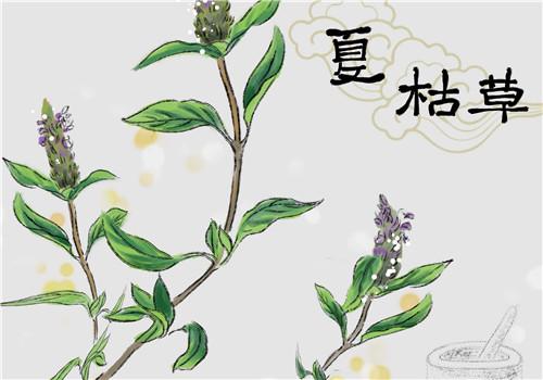 夏枯草泡水喝禁忌 夏枯草有什么副作用