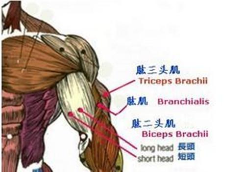 划船器锻炼肌肉示意图 划船肌肉图解