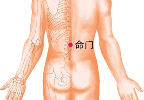 早泄拔罐位置示意图 拔罐具体位置图示