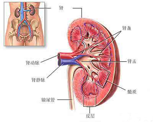 尿毒症是怎么引起的 尿毒症是怎么引起的 原因有哪些