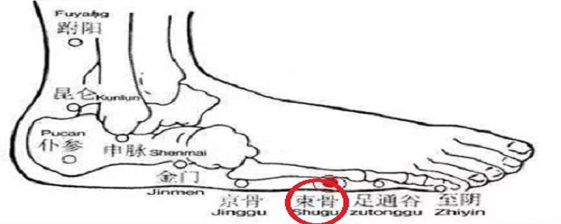 束骨定位和主治 束骨的准确位置图主治