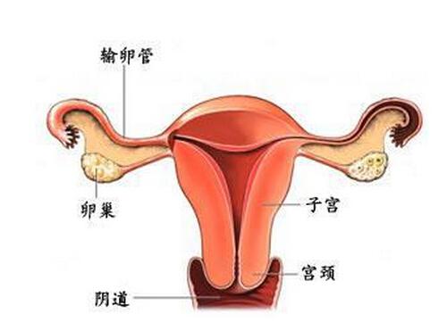 输卵管疏通后多久怀孕