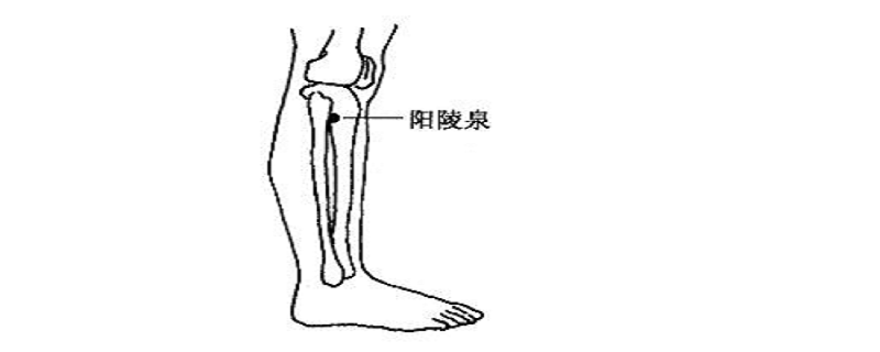 针灸阳陵泉作用（阳陵泉的功效）