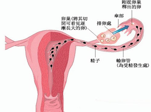 输卵管堵塞还能排卵吗（输卵管堵塞还能排卵吗?）