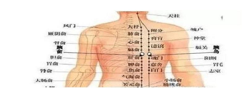 膀胱俞怎么找 膀胱俞在哪里