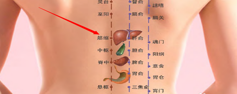 筋缩的准确位置怎么找（筋缩的准确位置图）