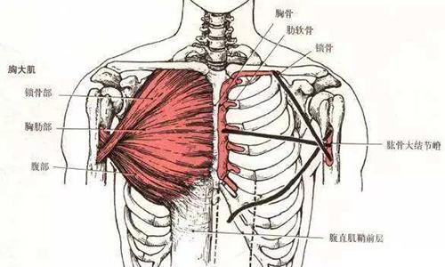 做完俯卧撑腋下疼是怎么回事 为什么做完俯卧撑腋下疼