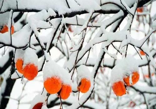 霜降节气特点 霜降节气特点图片