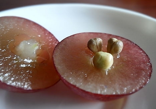 什么食物减肥效果好（减肥可以吃的食物清单）