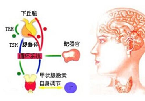 促甲状腺激素偏低对胎儿的影响 孕妇促甲状腺激素偏低对胎儿的影响