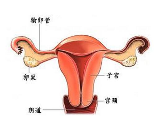 附件炎疼痛位置图（右侧附件炎疼痛位置图）