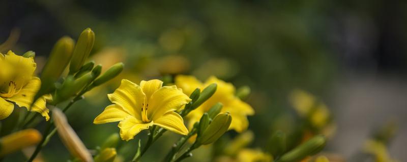 黄花菜的心为什么要抽出来（黄花菜为啥要去掉心）