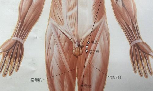 急脉的准确位置图作用 急脉的准确位置图片及作用