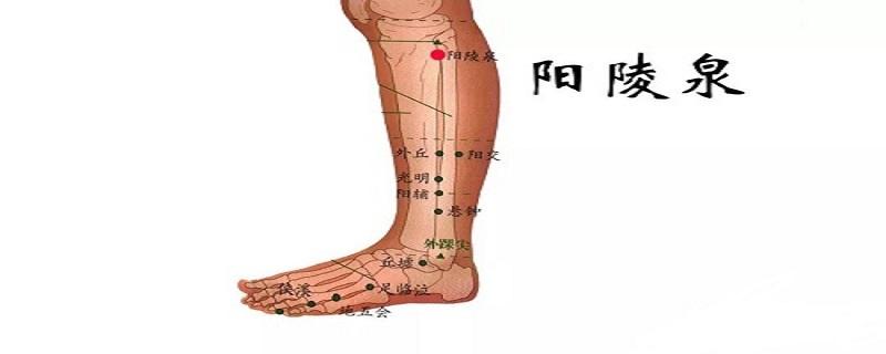 阳陵泉的准确位置视频 阴陵泉的准确位置视频