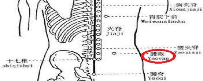 腰眼的准确位置图片（腰眼的准确位置图片的准确位置图）