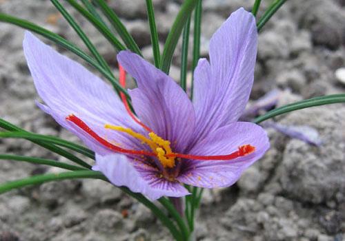 藏红花安神吗 藏红花提神吗