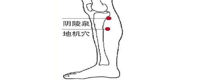 阴陵泉的准确位置视频 阴陵泉的准确位置视频图解