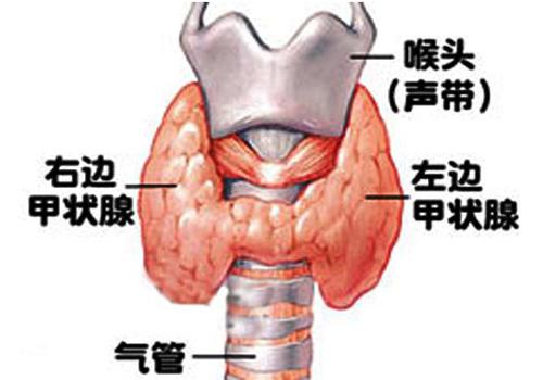 甲状腺激素偏高原因 甲状腺激素过高原因