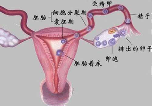 输卵管堵塞做什么检查项目 检查输卵管是否堵塞做什么项目