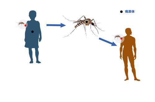 登革热的传播媒介是什么 登革热的传播媒介为