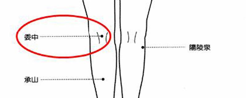委中的准确位置图及作用功效 委中的准确位置图和作用的准确位置图作用