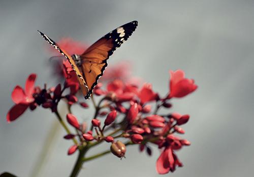 春分后面是什么节气 春分前面的节气