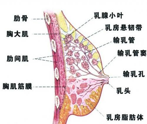 乳房小叶增生能喝豆浆吗 有乳腺结节和小叶增生能喝豆浆吗