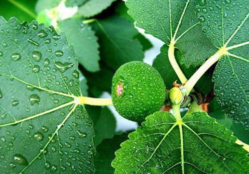 无花果叶怎样治痔疮 无花果叶怎样治痔疮视频