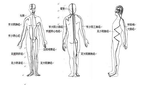 十二经络的走向和作用（十二经络的走向和作用视频3D）