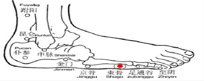 束骨的简单找法（束骨骨头位置图）