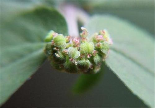 大飞扬草的功效与作用 大飞扬草的功效与作用及食用方法