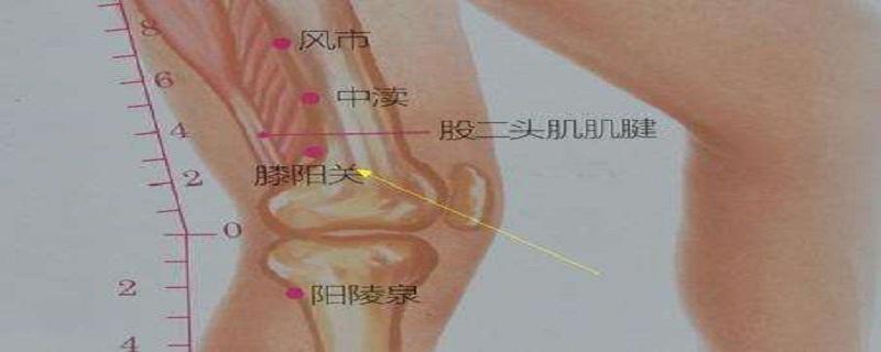 膝阳关是什么意思（膝阳关的准确位置图片及作用）