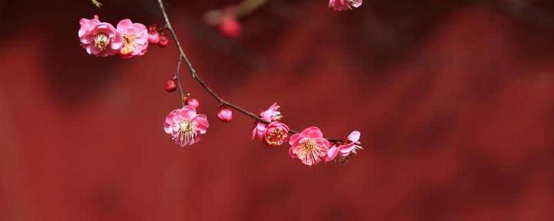 红梅花的功效与作用 红梅花的功效与作用图片